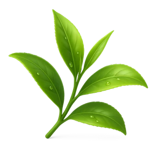 Icono de Té Verde (Camellia sinensis)